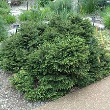 RedCrocus Dwarf Norway Spruce 'Clanbrassiliana' Live Plant – Picea abies Evergreen Conifer for Rock Gardens, Borders & Containers  3 Gallon Nursery Pot