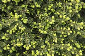 RedCrocus Dwarf Norway Spruce 'Clanbrassiliana' Live Plant – Picea abies Evergreen Conifer for Rock Gardens, Borders & Containers  3 Gallon Nursery Pot