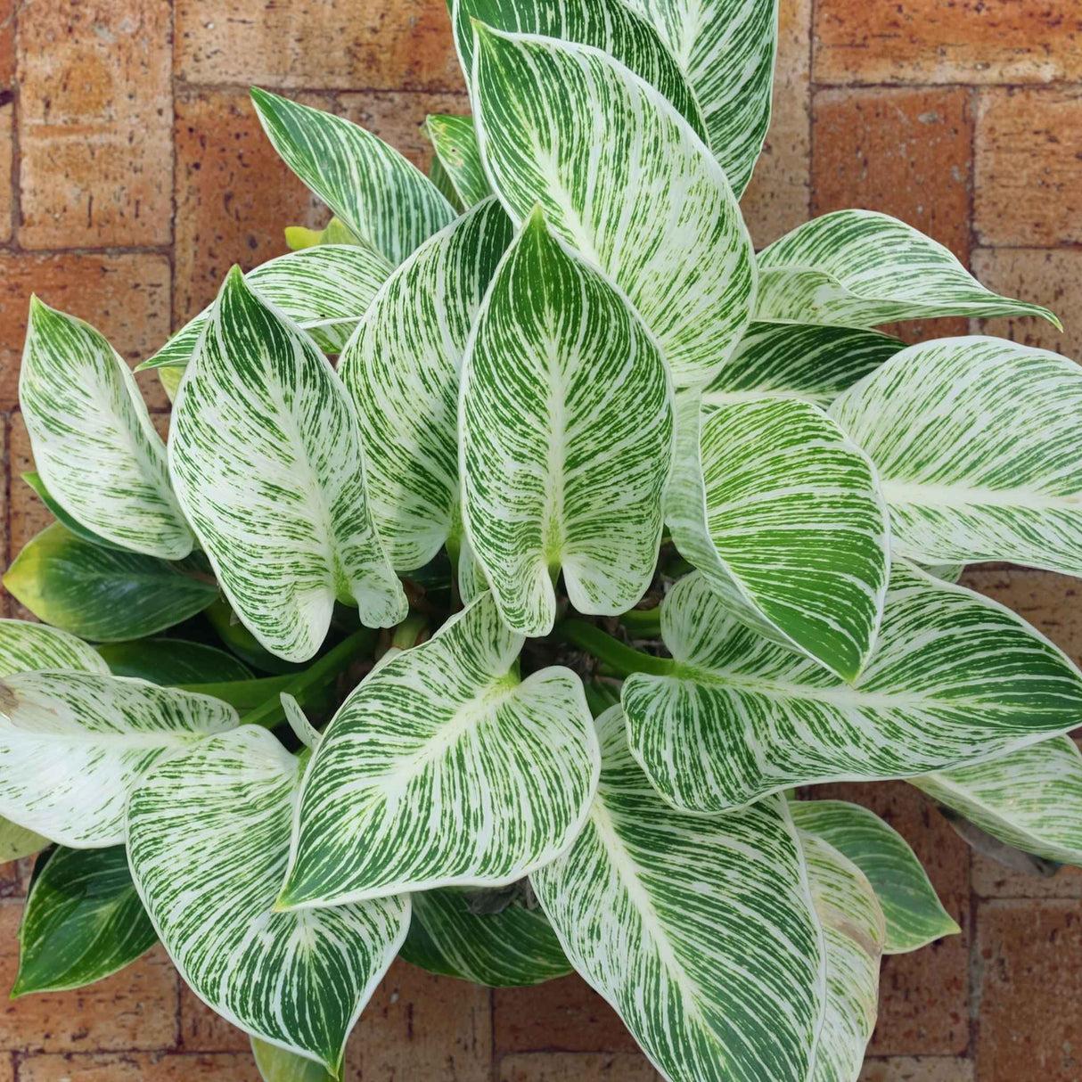 Philodendron Birkin - View 10 from www redcrocus com