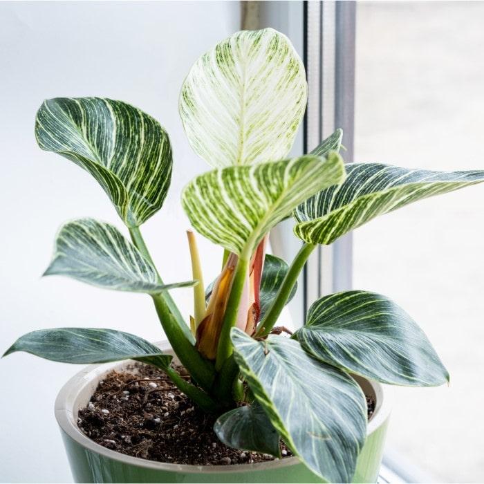 Philodendron Birkin - View 12 from www redcrocus com