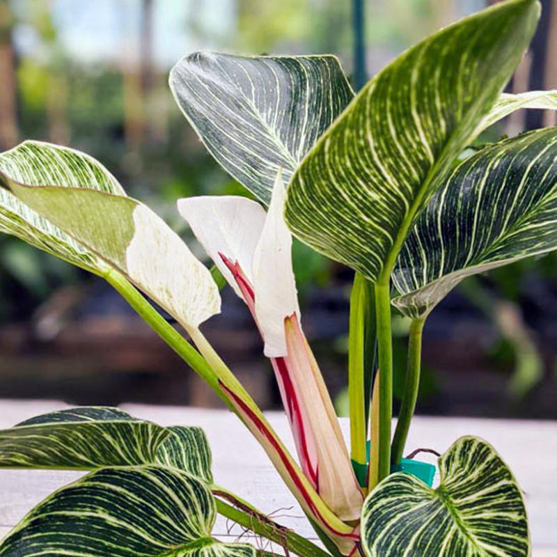 Philodendron Birkin - View 14 from www redcrocus com