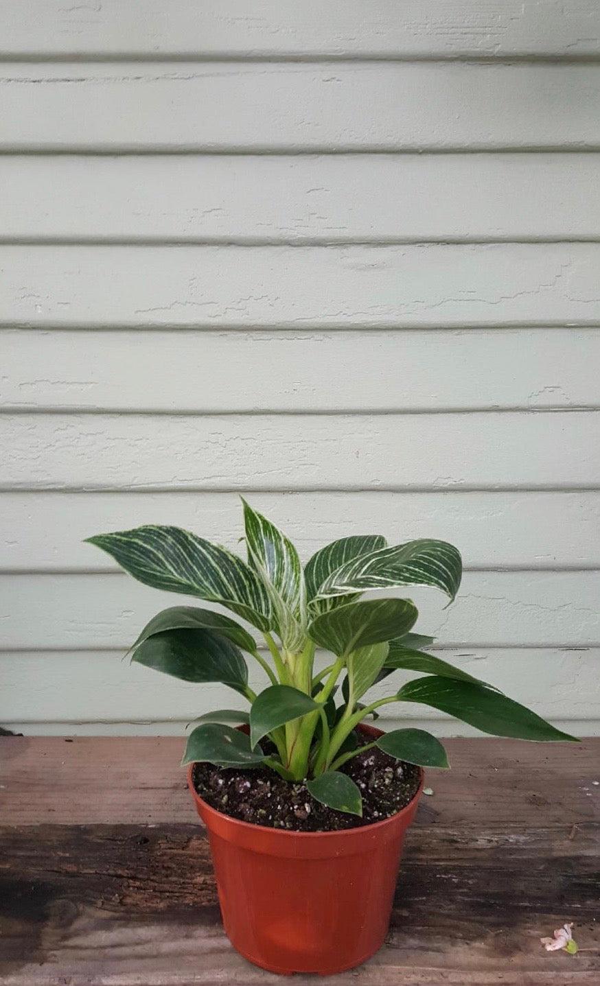 Philodendron Birkin - View 15 from www redcrocus com