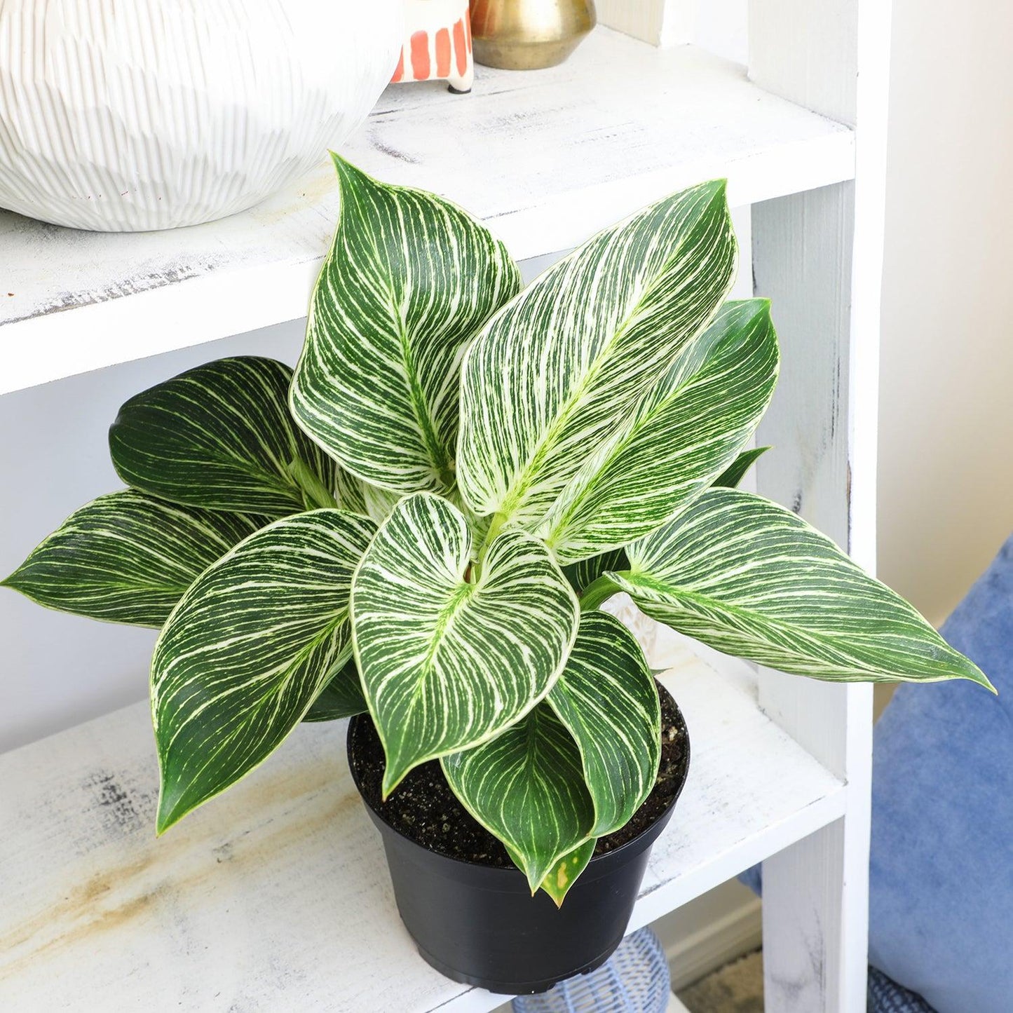 Philodendron Birkin - View 25 from www redcrocus com