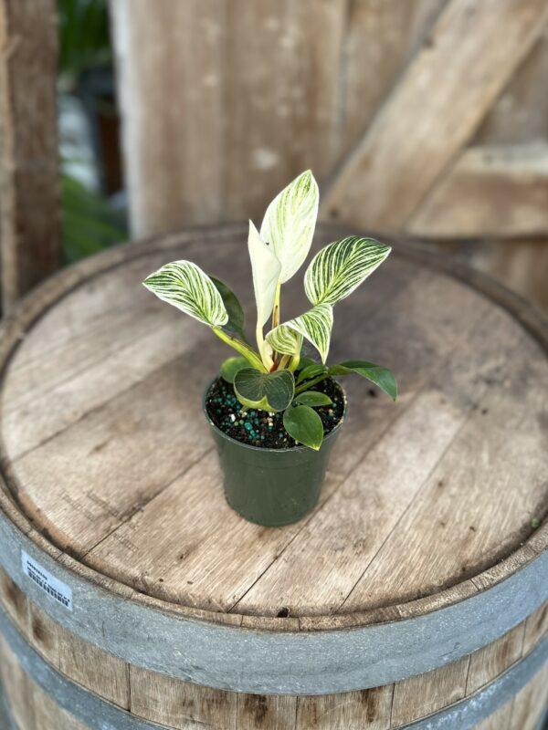 Philodendron Birkin - View 26 from www redcrocus com