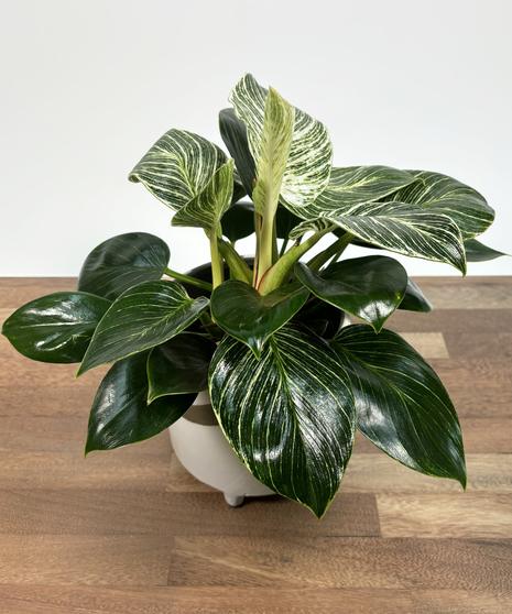 Philodendron Birkin - View 28 from www redcrocus com