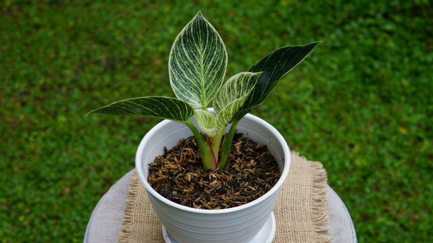 Philodendron Birkin - View 35 from www redcrocus com