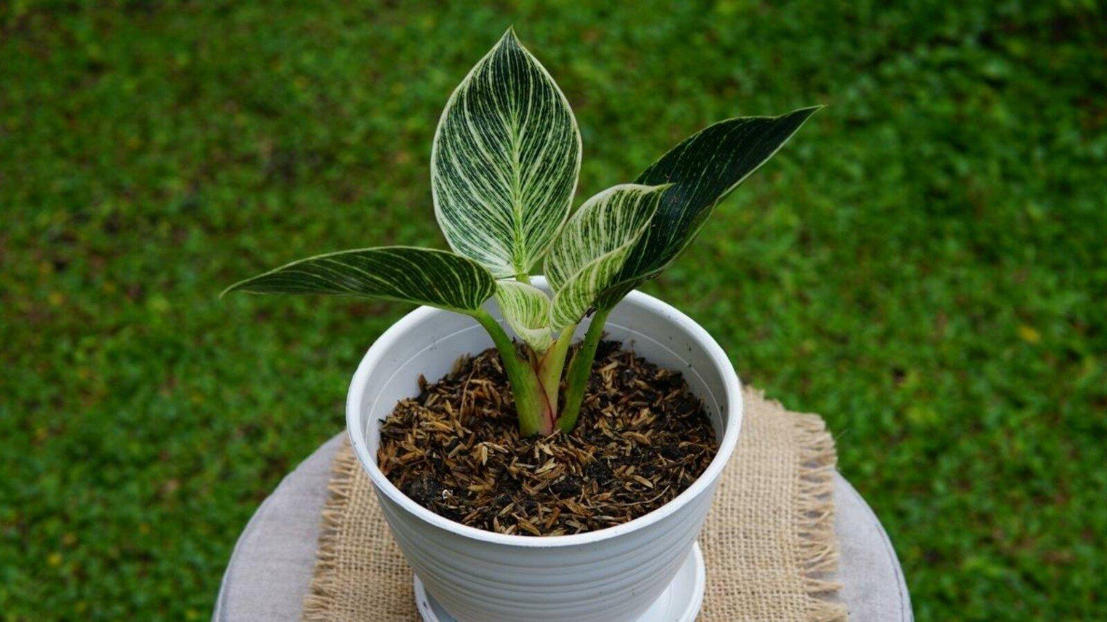 Philodendron Birkin - View 35 from www redcrocus com