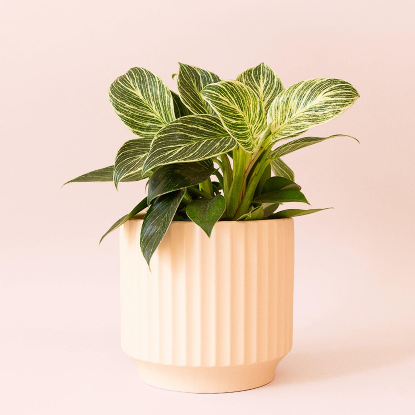 Philodendron Birkin - View 36 from www redcrocus com