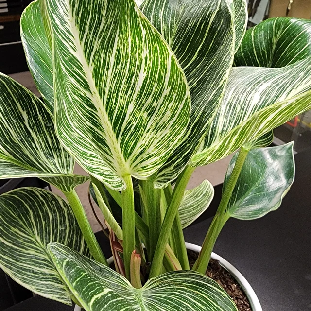 Philodendron Birkin - View 4 from www redcrocus com