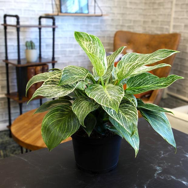 Philodendron Birkin - View 6 from www redcrocus com