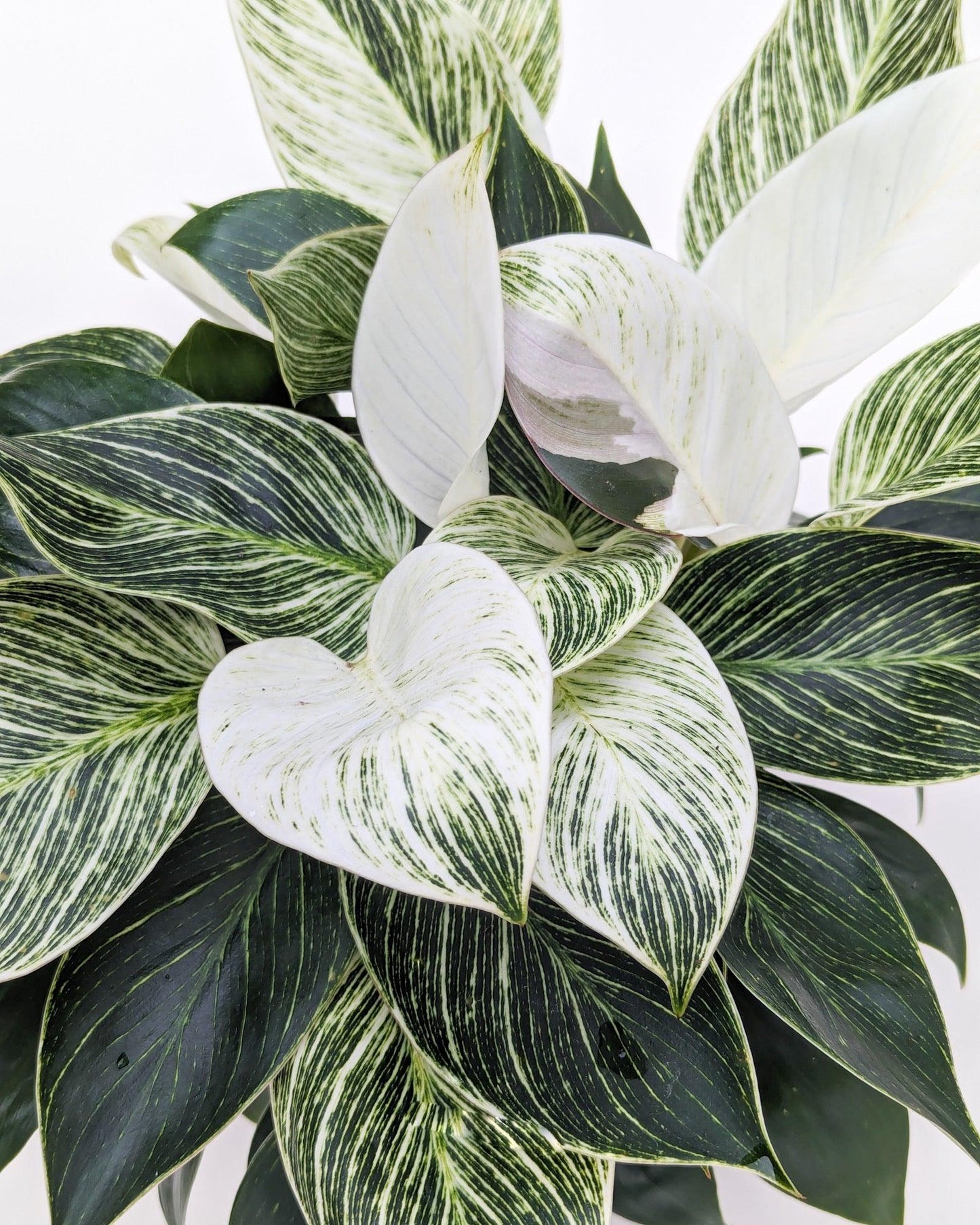Philodendron Birkin - View 7 from www redcrocus com