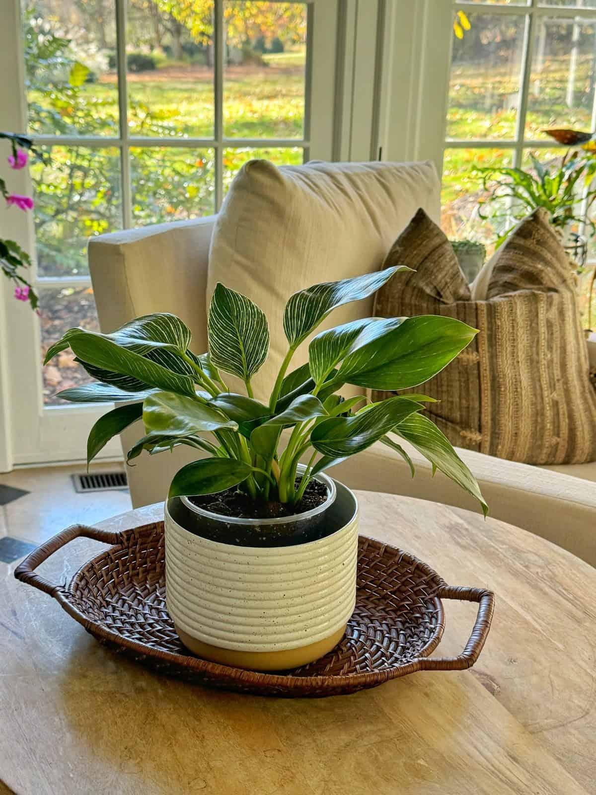 Philodendron Birkin - View 8 from www redcrocus com