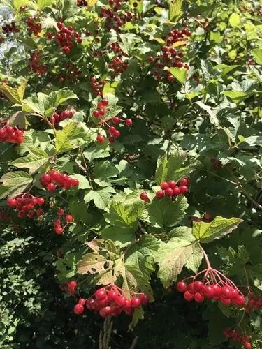 B92 Cranberry Blushing Moon White Berries - View 16 from www redcrocus com