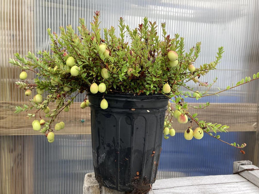 B92 Cranberry Blushing Moon White Berries - View 1 from www redcrocus com