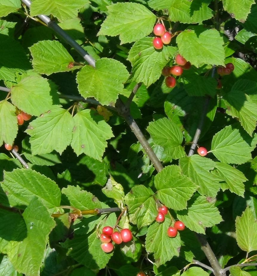 B92 Cranberry Blushing Moon White Berries - View 22 from www redcrocus com