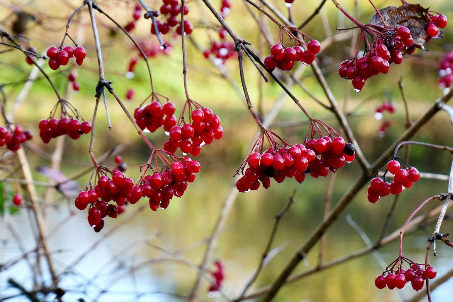 B92 Cranberry Blushing Moon White Berries - View 23 from www redcrocus com