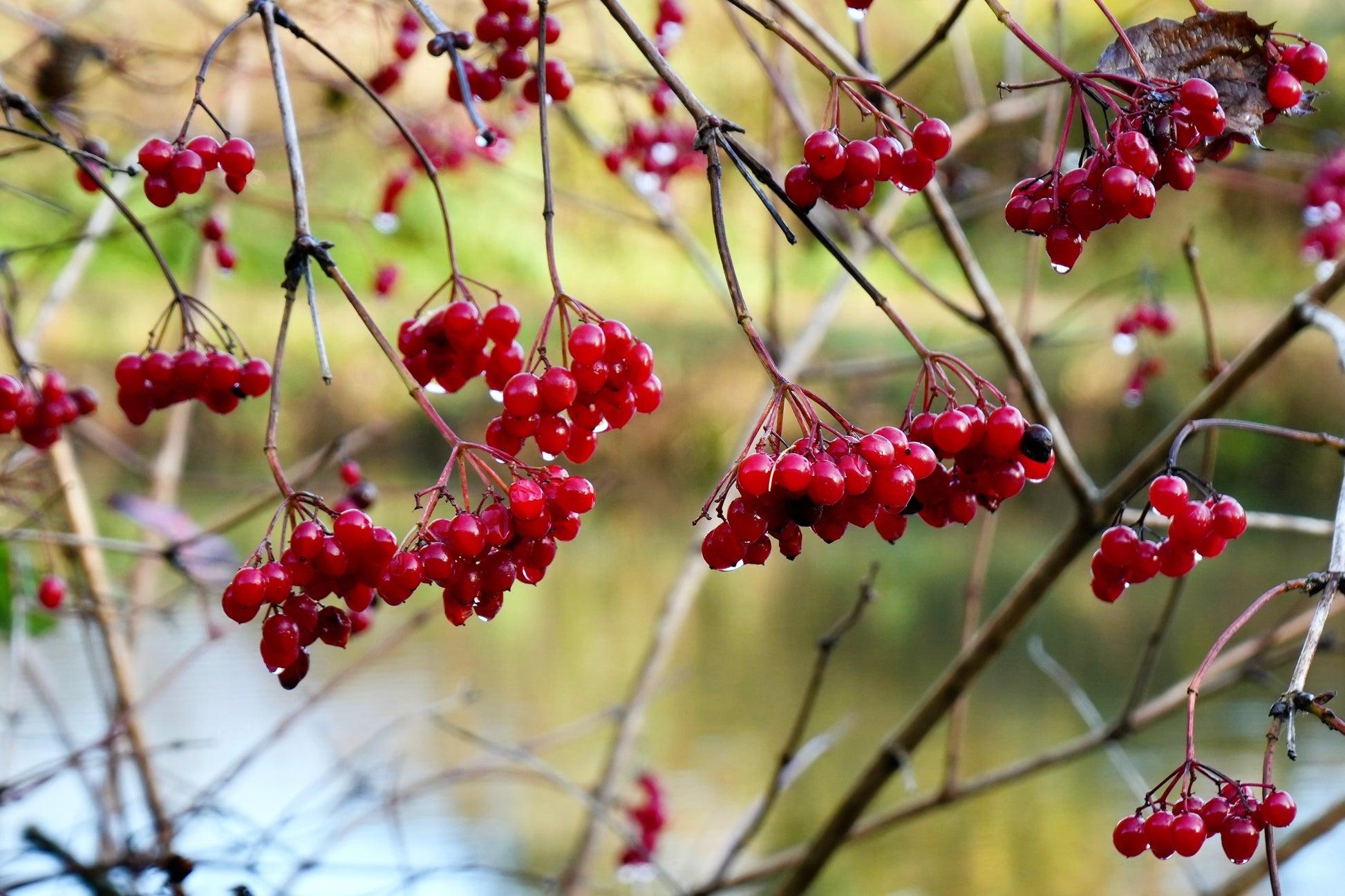B92 Cranberry Blushing Moon White Berries - View 23 from www redcrocus com