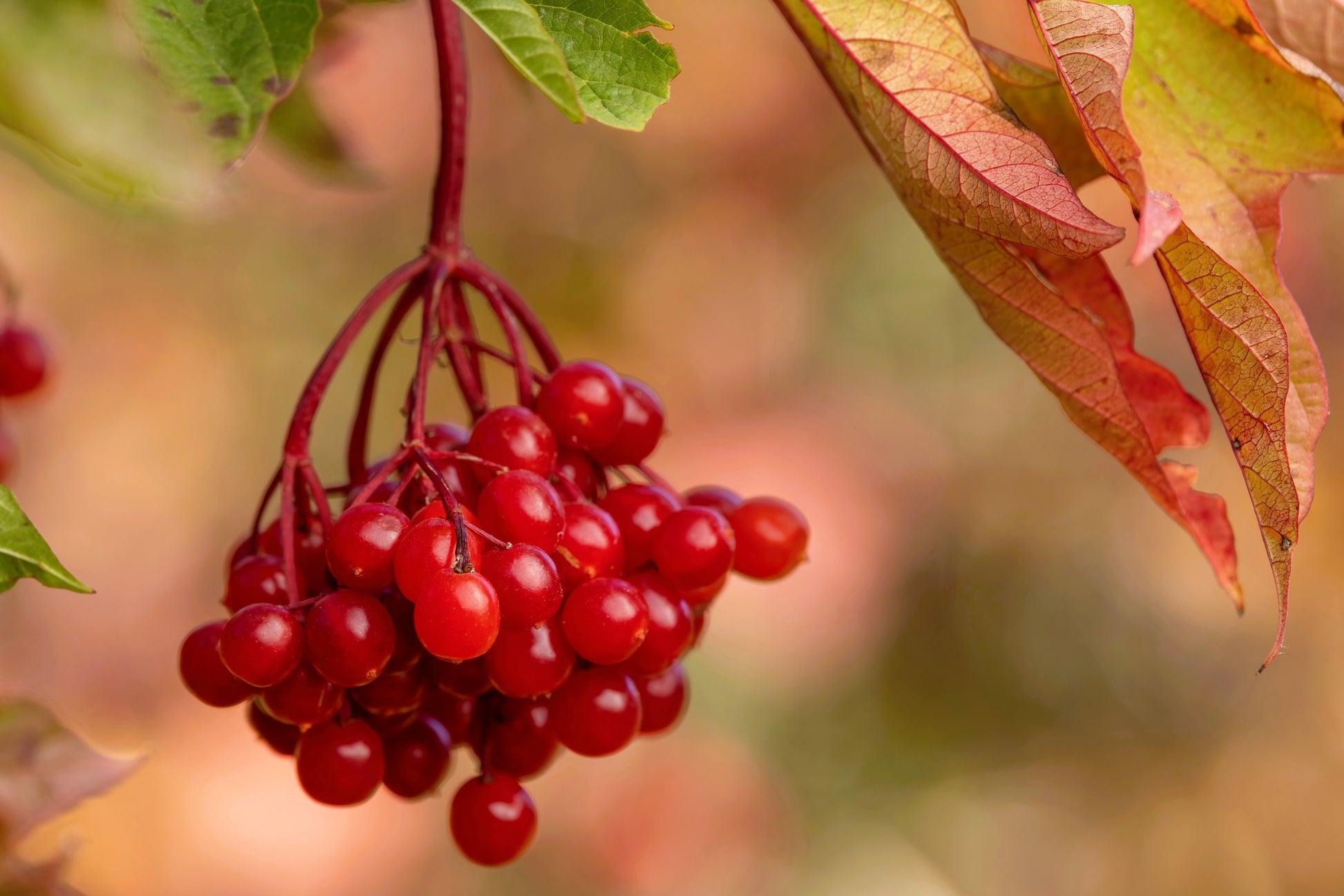 B92 Cranberry Blushing Moon White Berries - View 27 from www redcrocus com