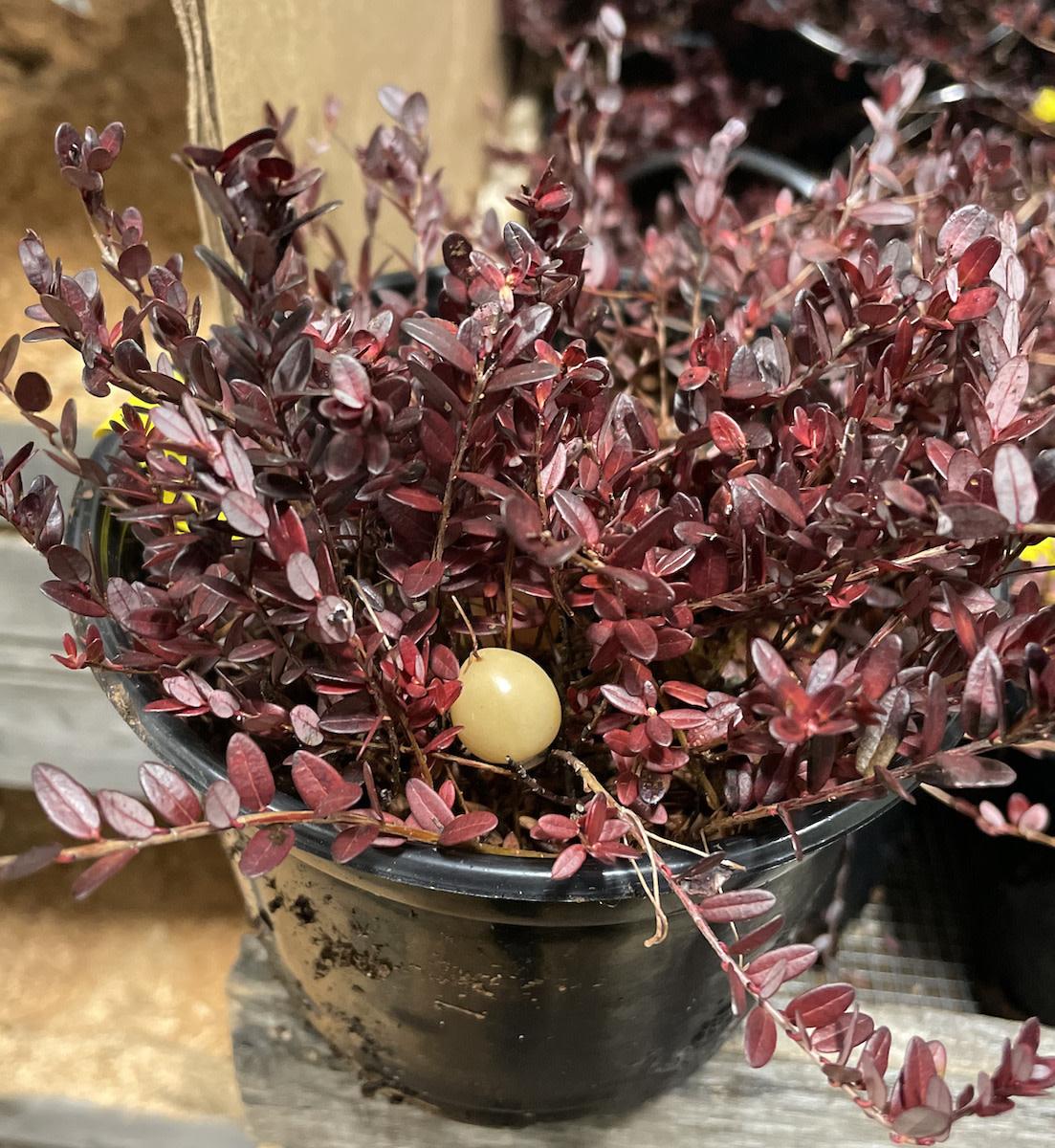 B92 Cranberry Blushing Moon White Berries - View 2 from www redcrocus com