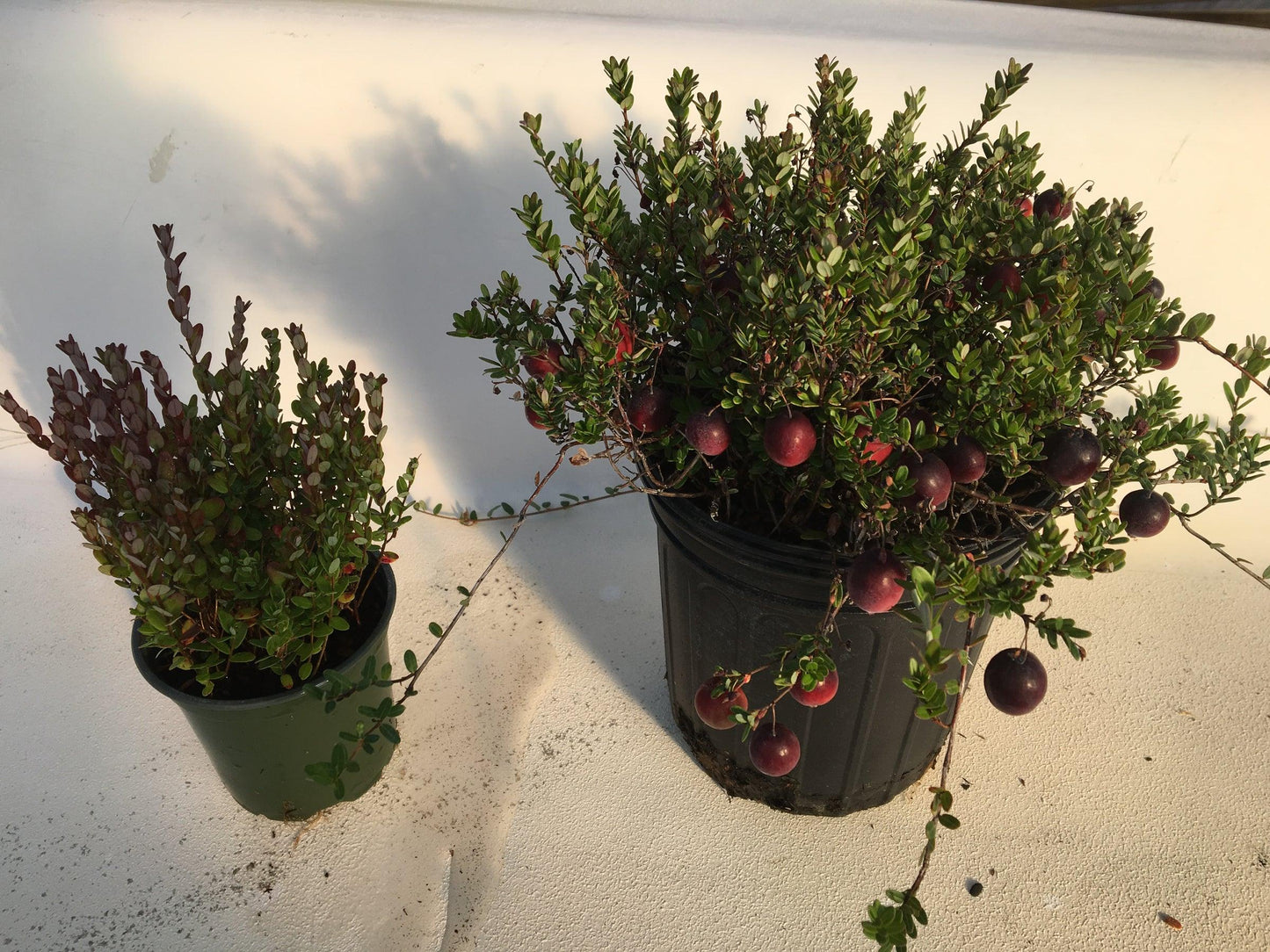 B92 Cranberry Blushing Moon White Berries - View 3 from www redcrocus com