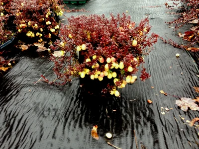 B92 Cranberry Blushing Moon White Berries - View 4 from www redcrocus com