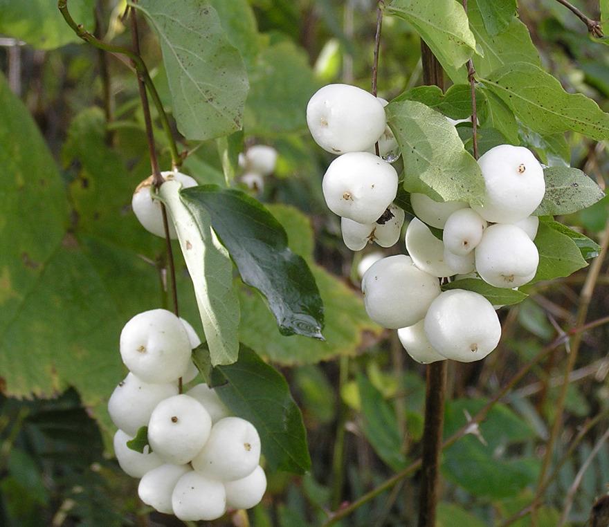 B92 Cranberry Blushing Moon White Berries - View 6 from www redcrocus com