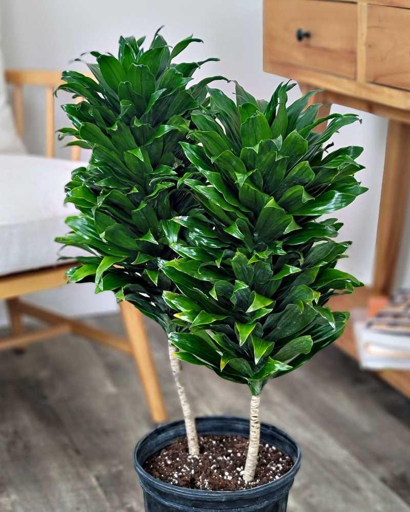 C2c Dracaena Janet Craig Compacta - View 10 from www redcrocus com