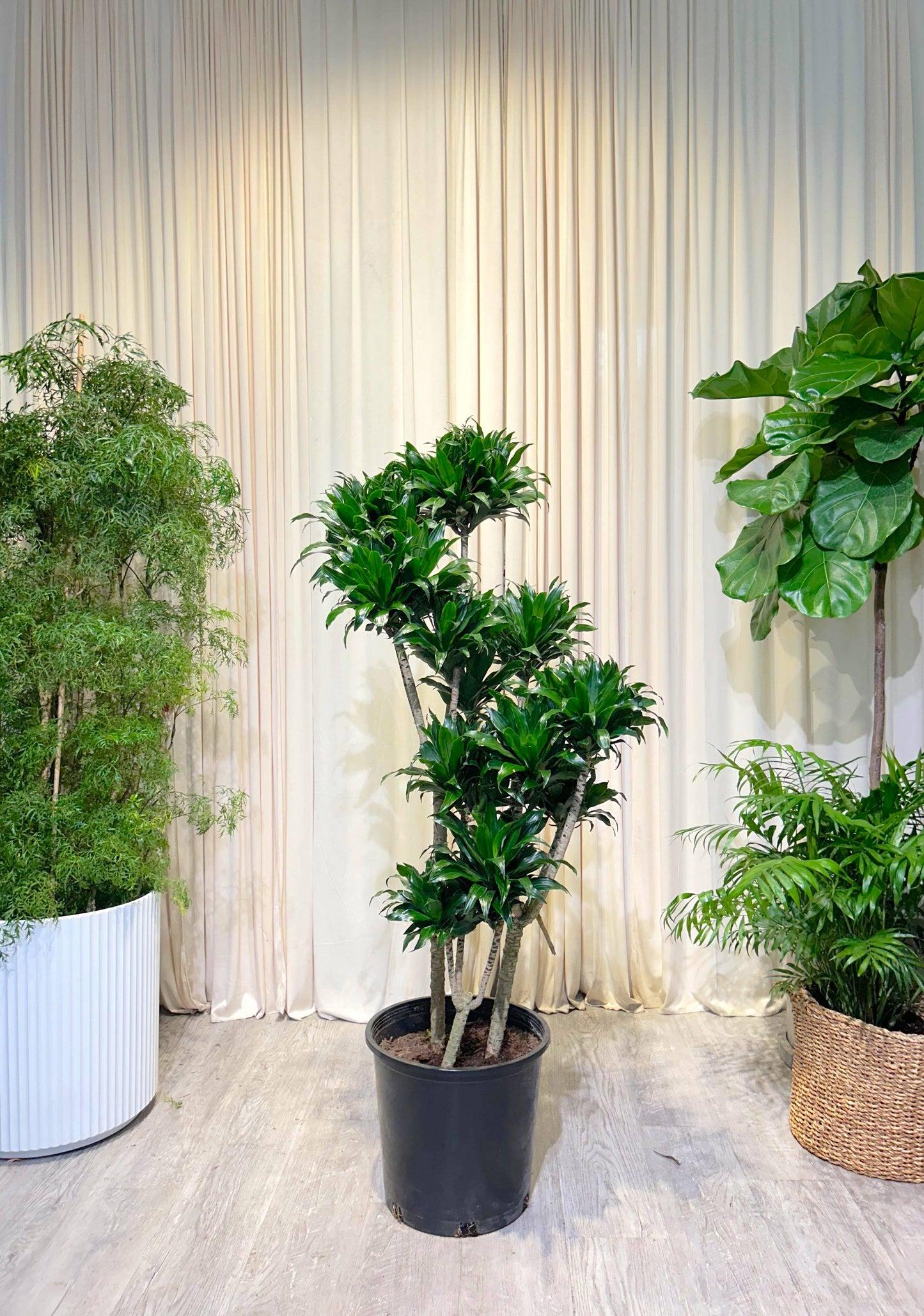 C2c Dracaena Janet Craig Compacta - View 15 from www redcrocus com