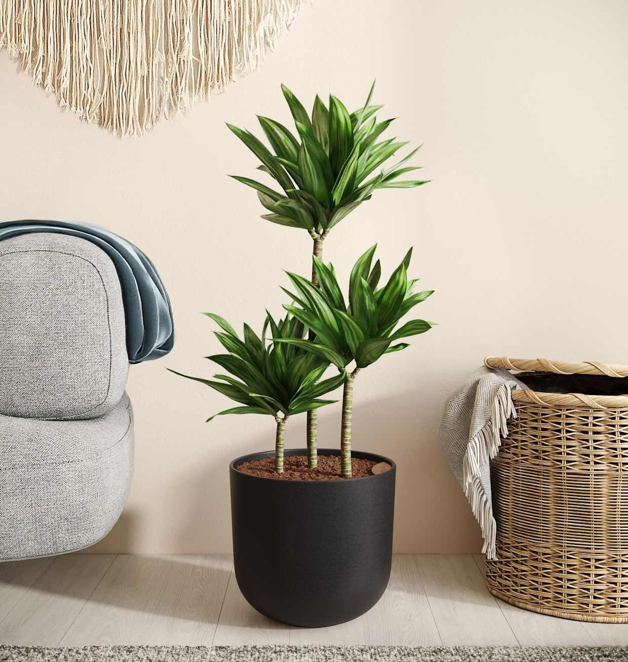 C2c Dracaena Janet Craig Compacta - View 18 from www redcrocus com