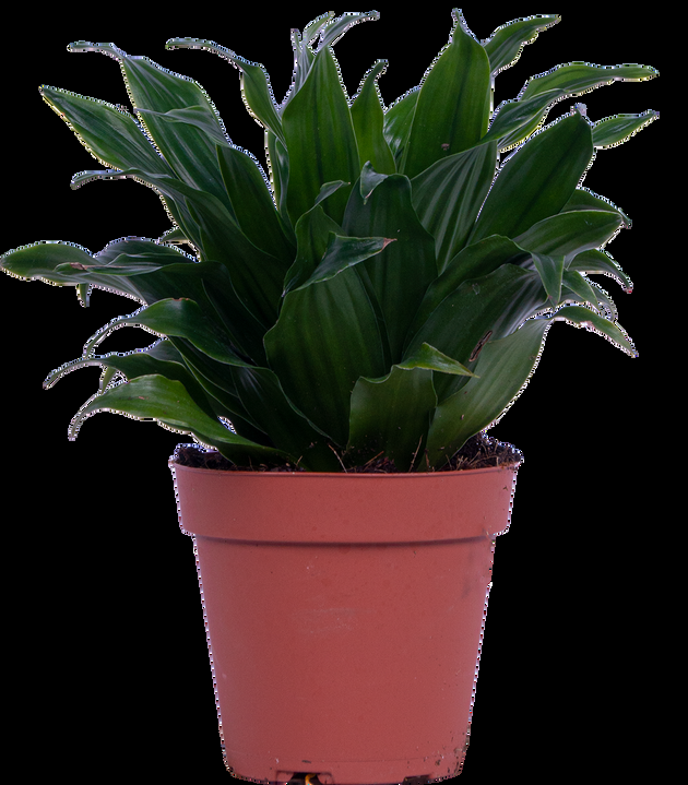 C2c Dracaena Janet Craig Compacta - View 19 from www redcrocus com