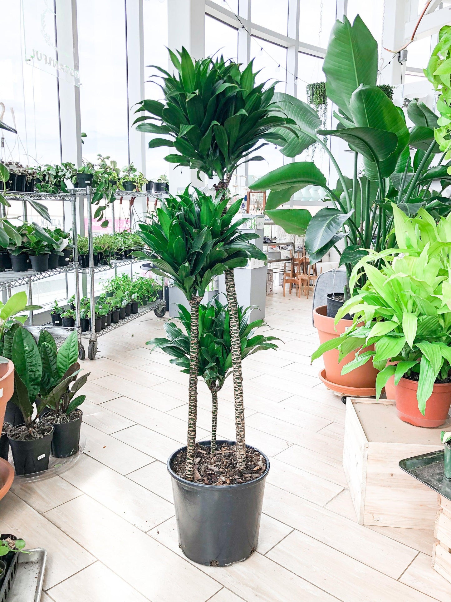 C2c Dracaena Janet Craig Compacta - View 23 from www redcrocus com