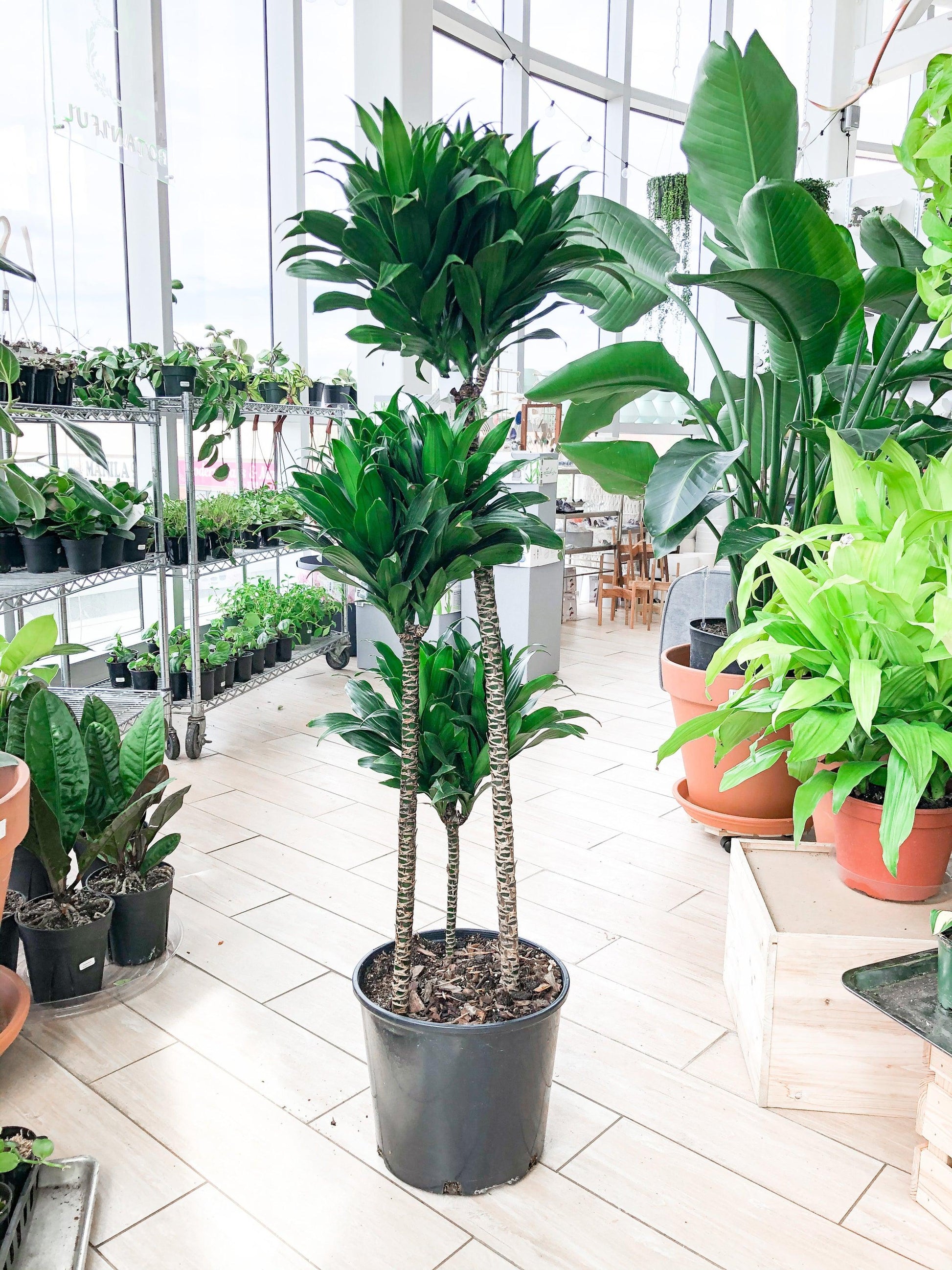 C2c Dracaena Janet Craig Compacta - View 23 from www redcrocus com