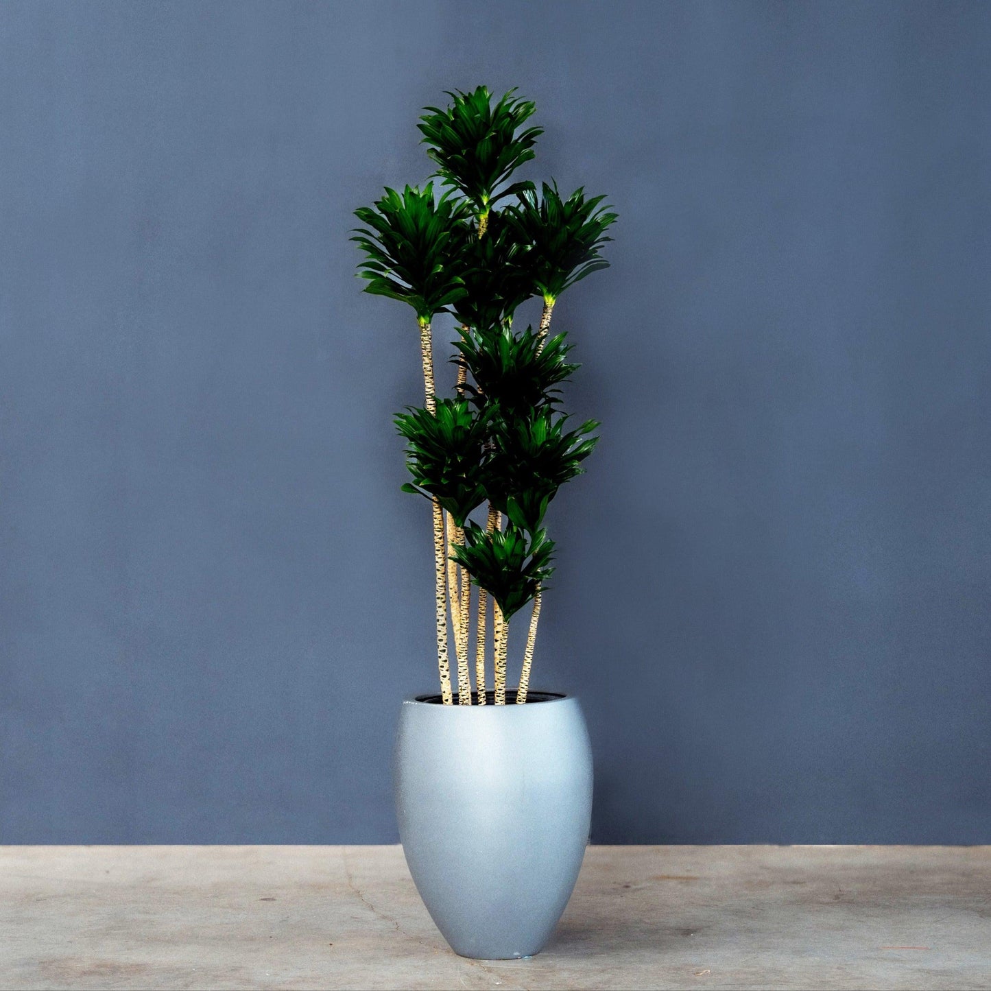 C2c Dracaena Janet Craig Compacta - View 25 from www redcrocus com