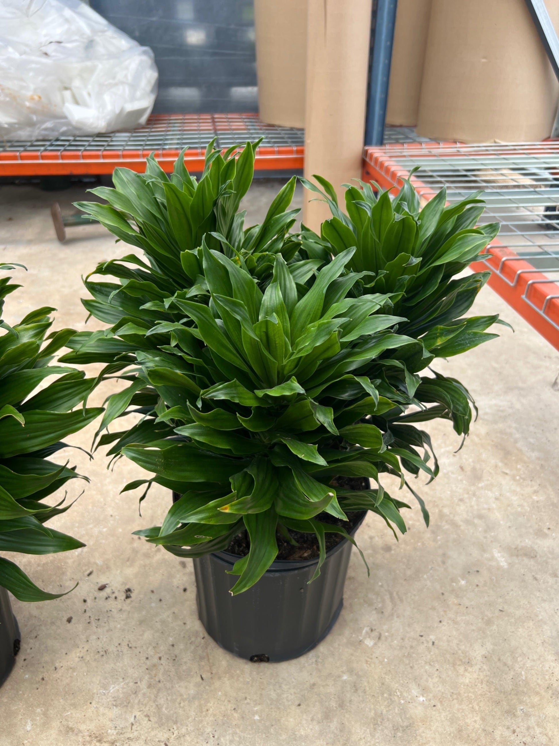 C2c Dracaena Janet Craig Compacta - View 27 from www redcrocus com