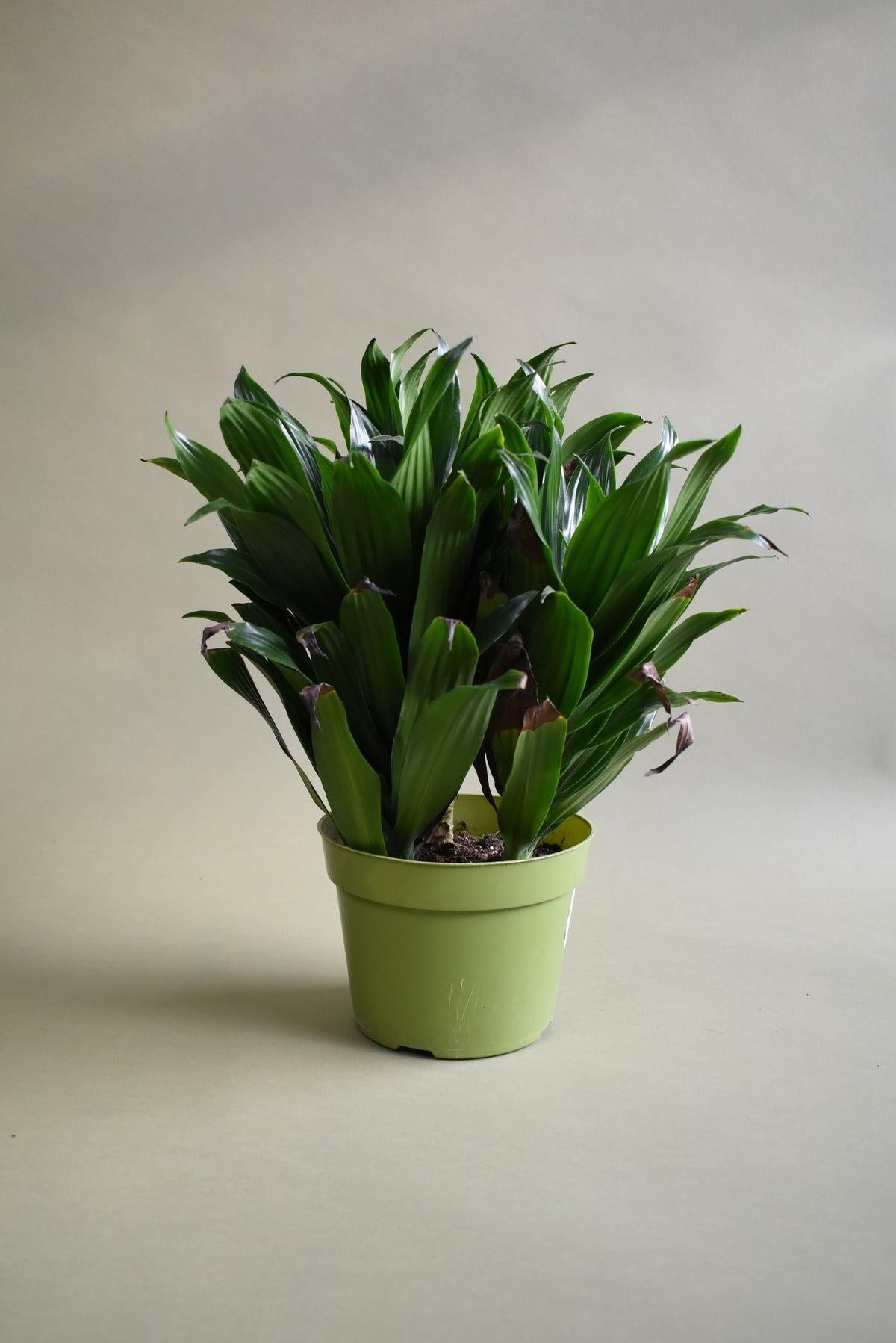 C2c Dracaena Janet Craig Compacta - View 29 from www redcrocus com