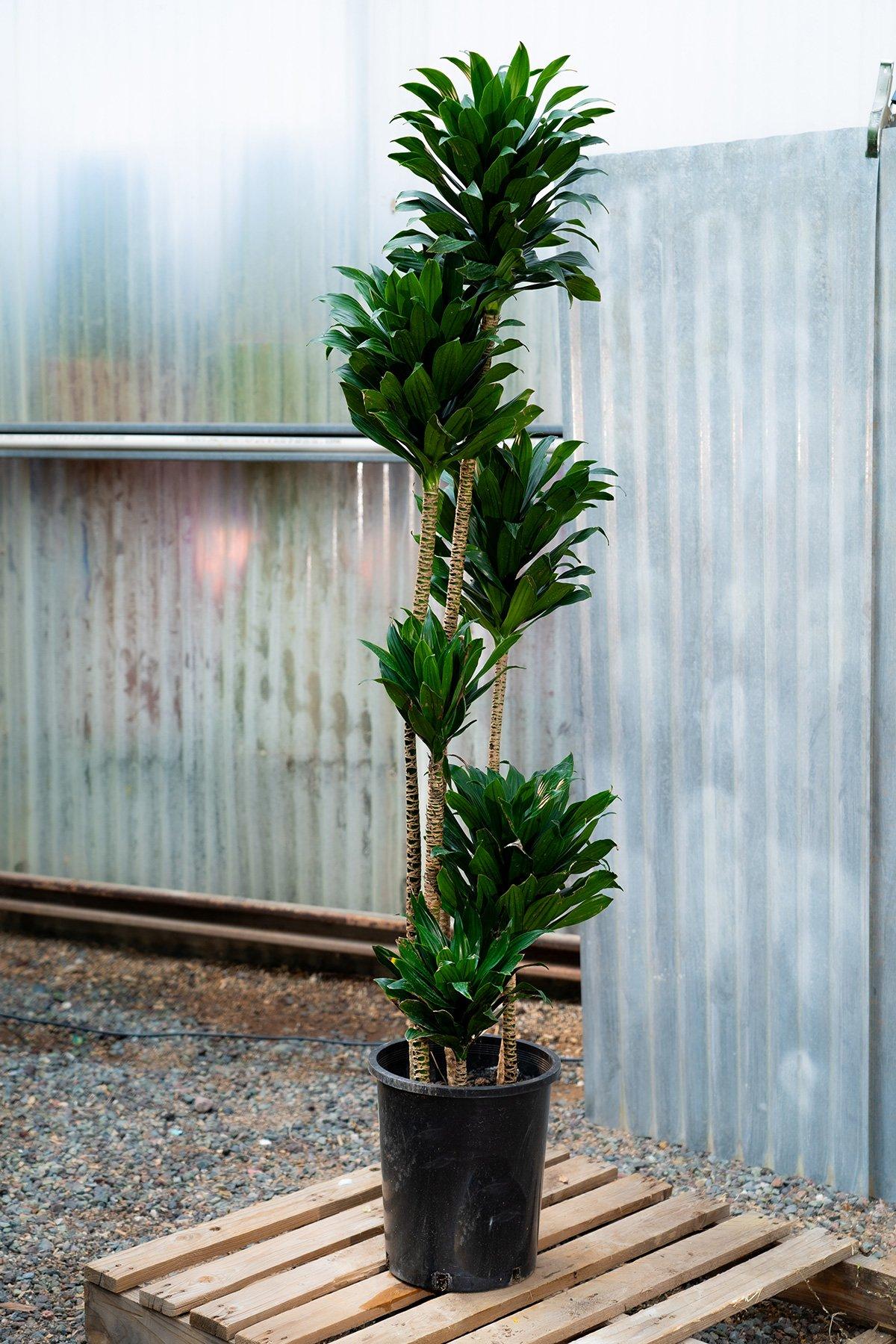 C2c Dracaena Janet Craig Compacta - View 30 from www redcrocus com