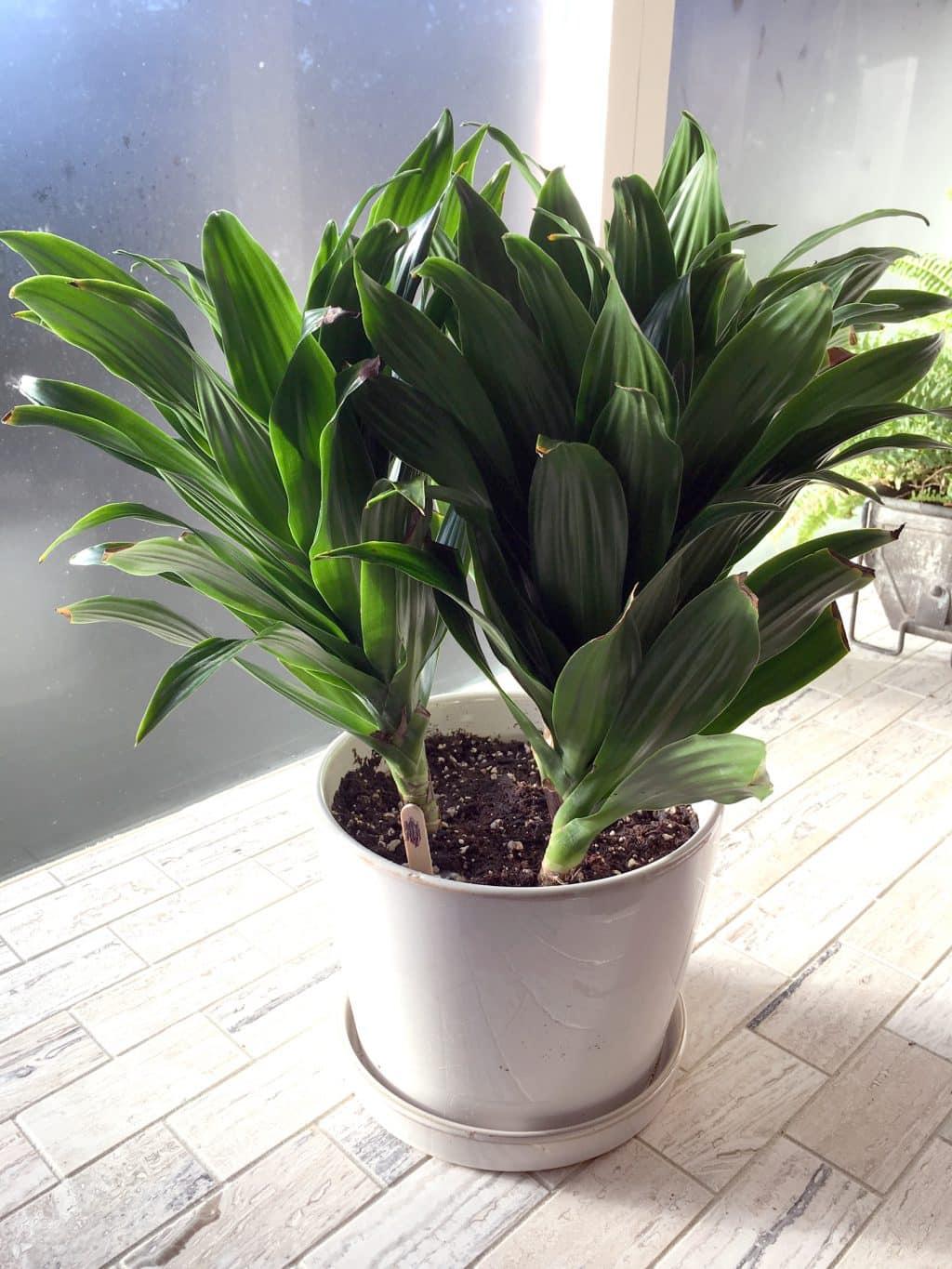 C2c Dracaena Janet Craig Compacta - View 35 from www redcrocus com