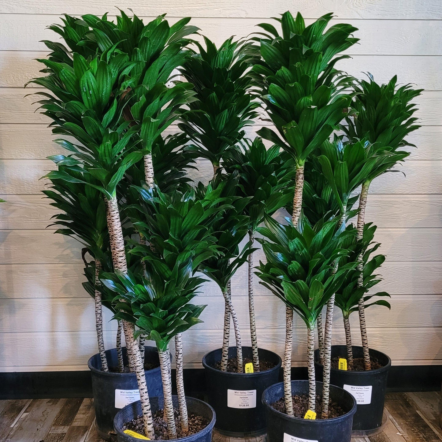 C2c Dracaena Janet Craig Compacta - View 8 from www redcrocus com