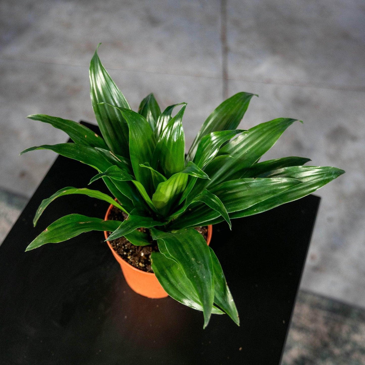 C2c Dracaena Janet Craig Compacta - View 9 from www redcrocus com