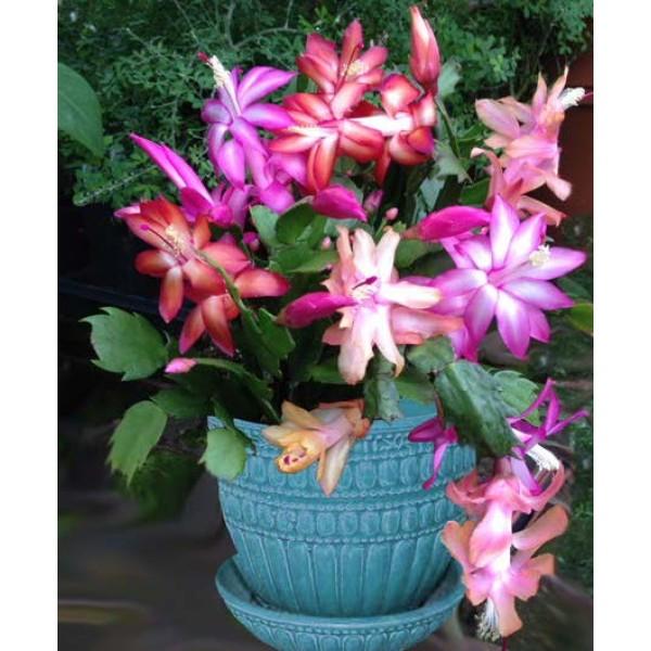 C8a Christmas Cactus Assorted Colors - View 10 from www redcrocus com