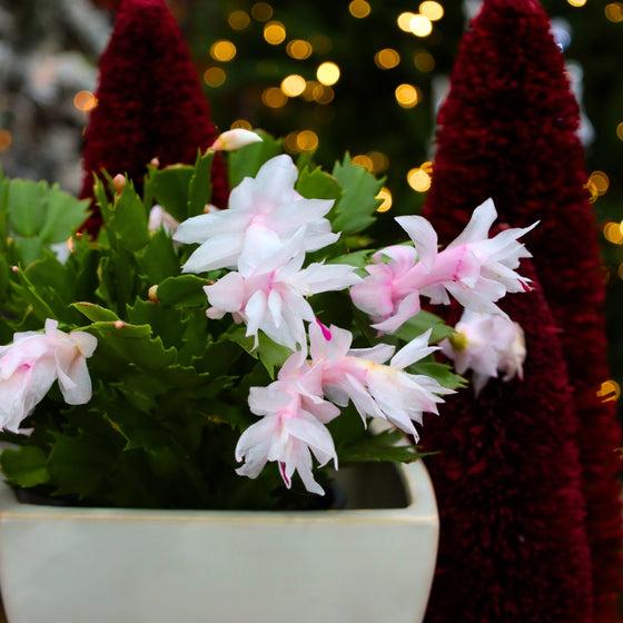 C8a Christmas Cactus Assorted Colors - View 12 from www redcrocus com