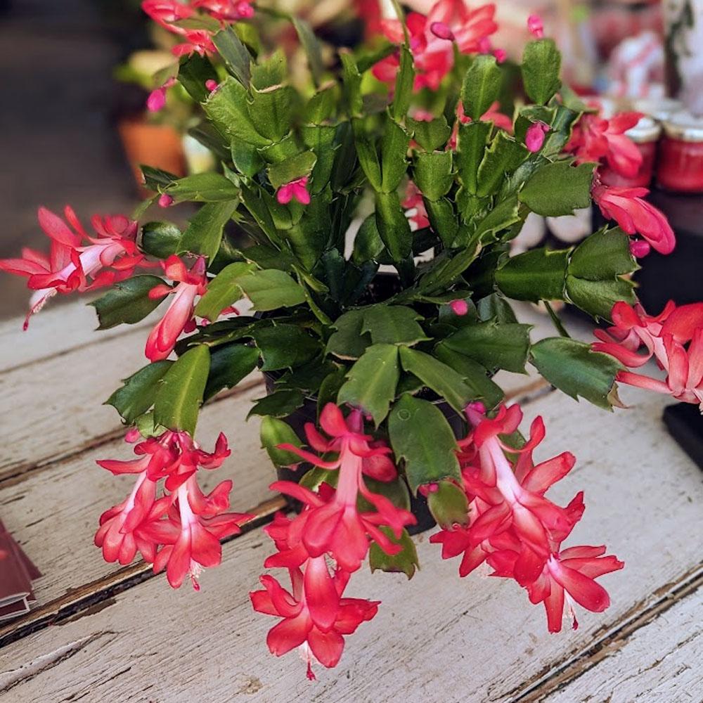 C8a Christmas Cactus Assorted Colors - View 13 from www redcrocus com