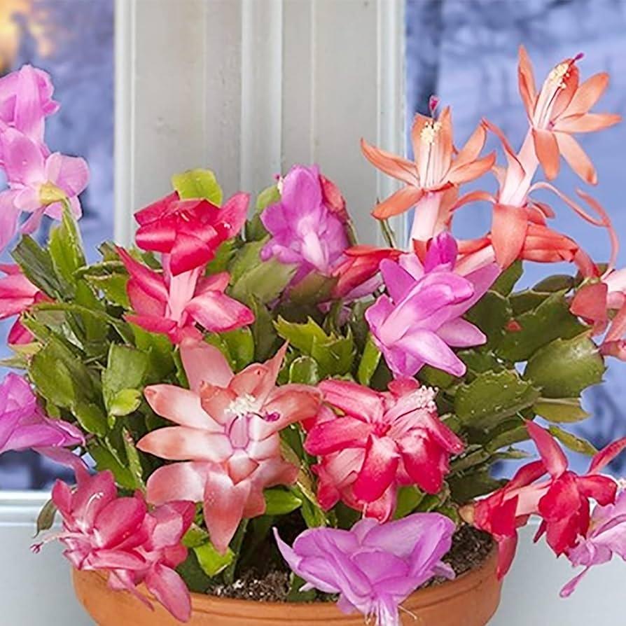 C8a Christmas Cactus Assorted Colors - View 16 from www redcrocus com