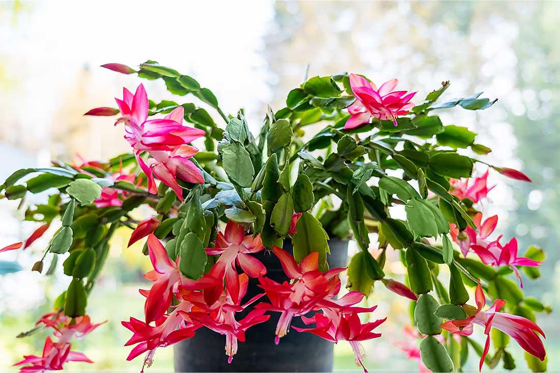 C8a Christmas Cactus Assorted Colors - View 18 from www redcrocus com
