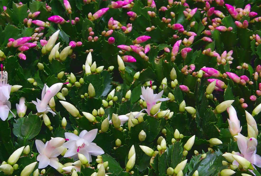 C8a Christmas Cactus Assorted Colors - View 19 from www redcrocus com