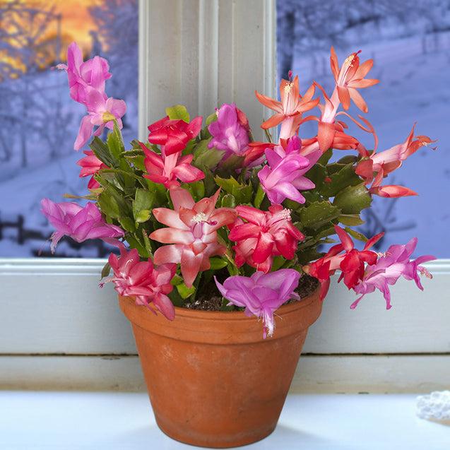 C8a Christmas Cactus Assorted Colors - View 1 from www redcrocus com