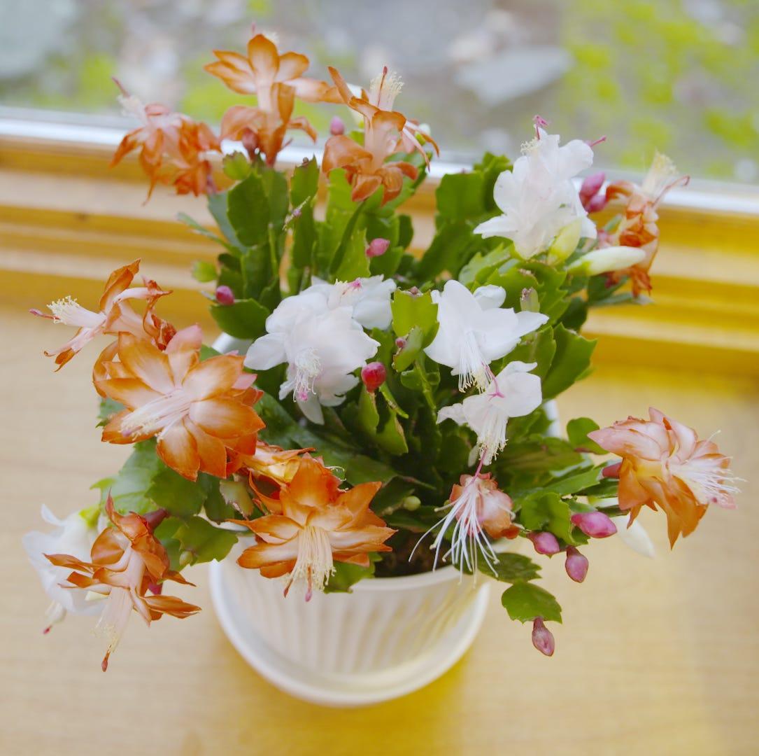 C8a Christmas Cactus Assorted Colors - View 20 from www redcrocus com