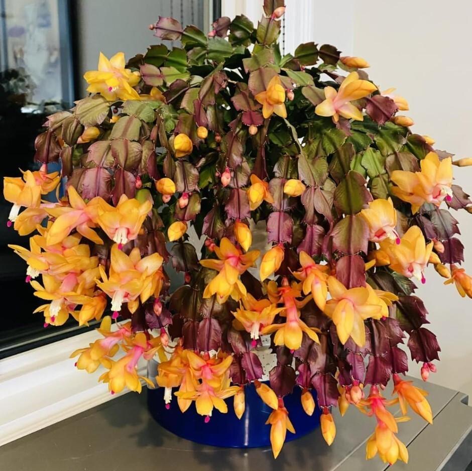 C8a Christmas Cactus Assorted Colors - View 21 from www redcrocus com