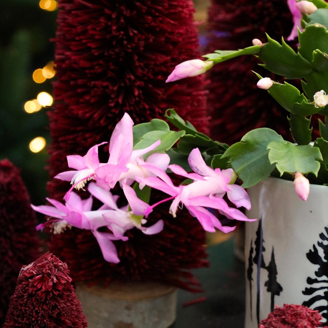 C8a Christmas Cactus Assorted Colors - View 22 from www redcrocus com