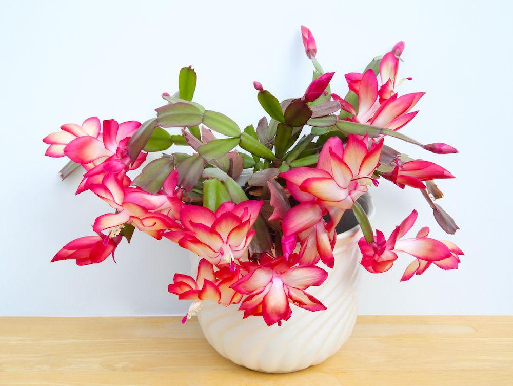 C8a Christmas Cactus Assorted Colors - View 24 from www redcrocus com